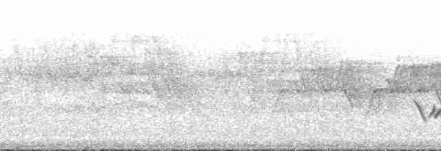 Amerika Çütresi (purpureus) - ML191080