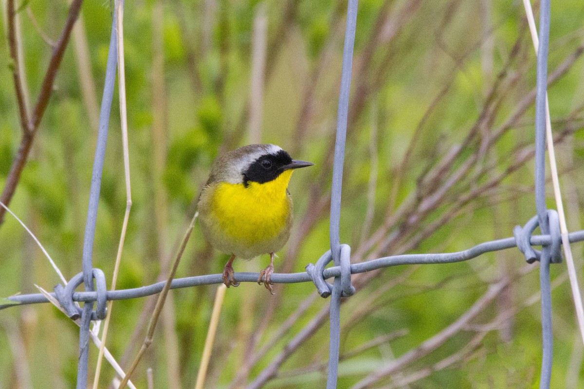 Common Yellowthroat - Mitch (Michel) Doucet