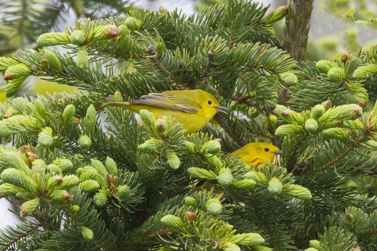 Yellow Warbler - Mitch (Michel) Doucet
