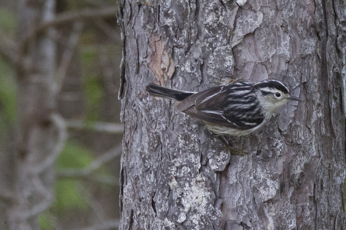 Black-and-white Warbler - Mitch (Michel) Doucet
