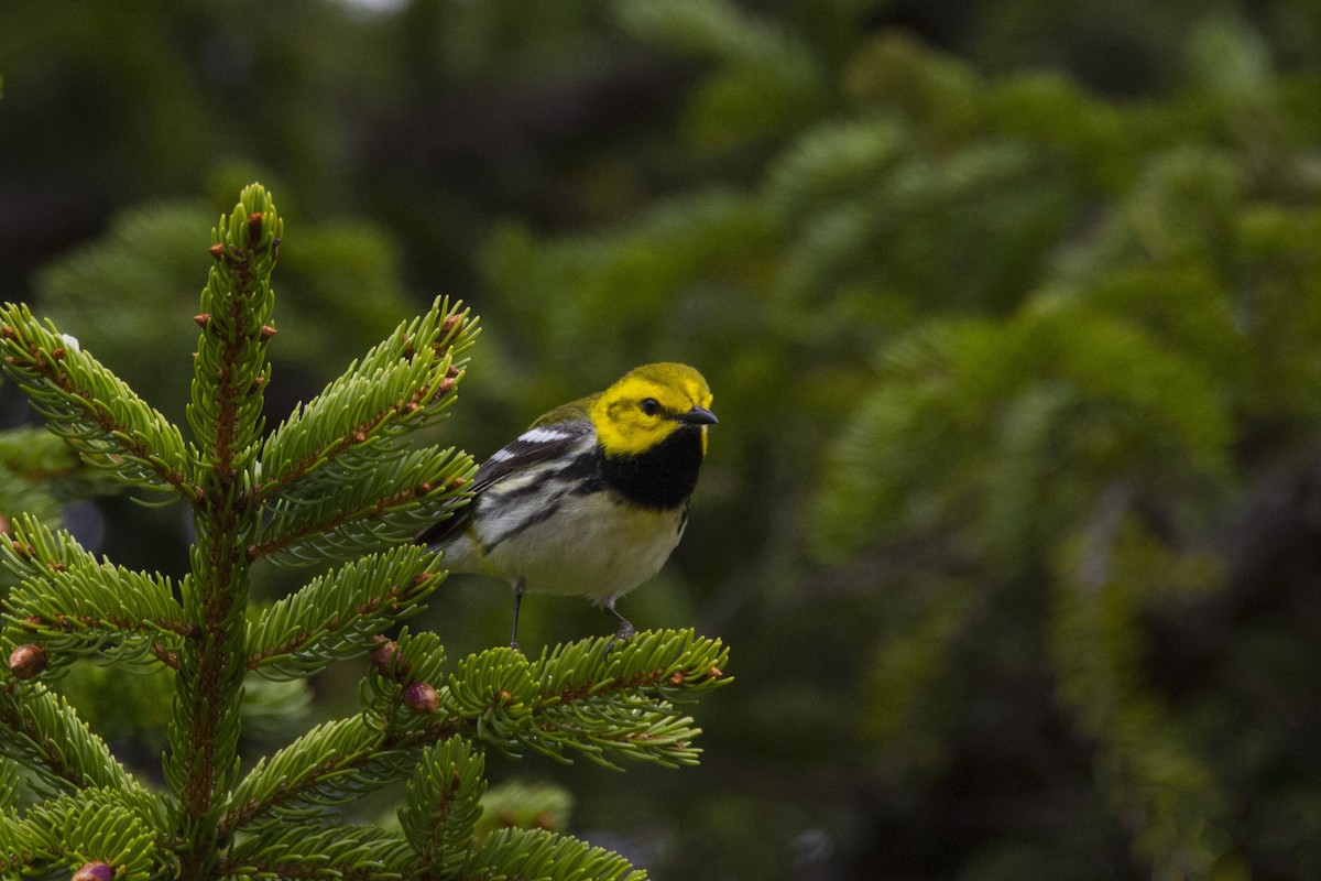 Black-throated Green Warbler - Mitch (Michel) Doucet