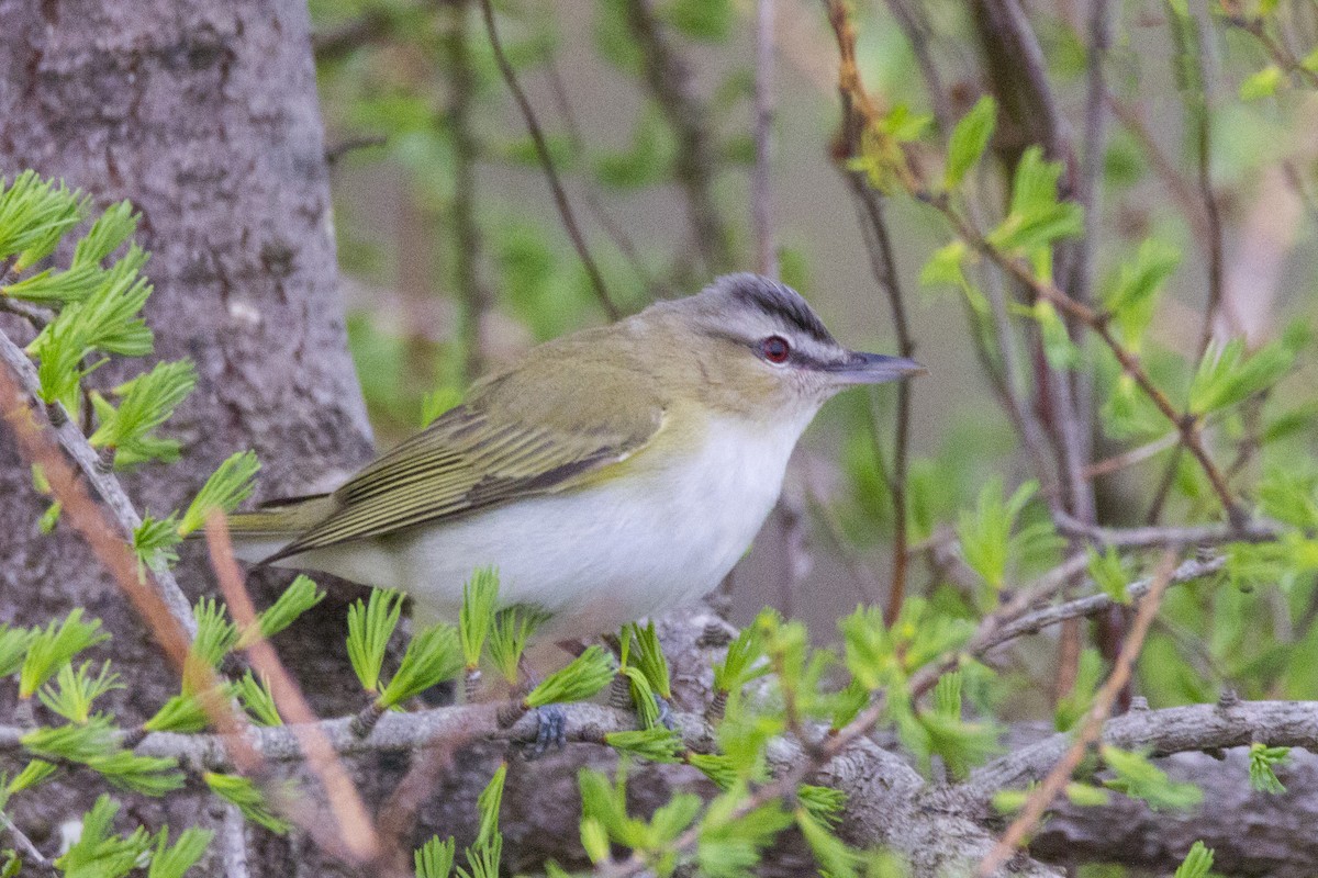 Red-eyed Vireo - Mitch (Michel) Doucet