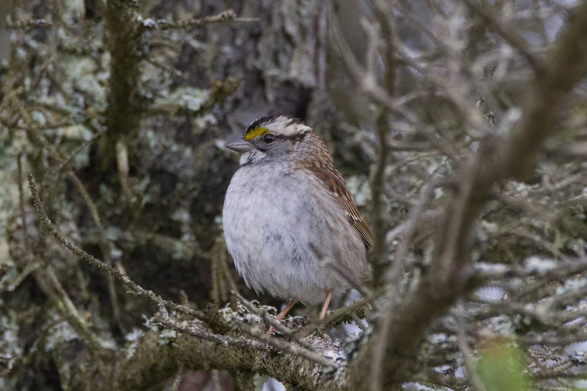 White-throated Sparrow - Mitch (Michel) Doucet