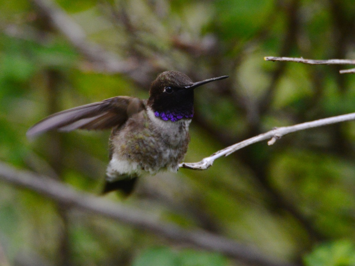 Black-chinned Hummingbird - Alan Van Norman