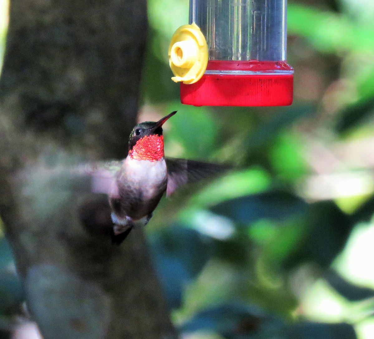Ruby-throated Hummingbird - ML191082311