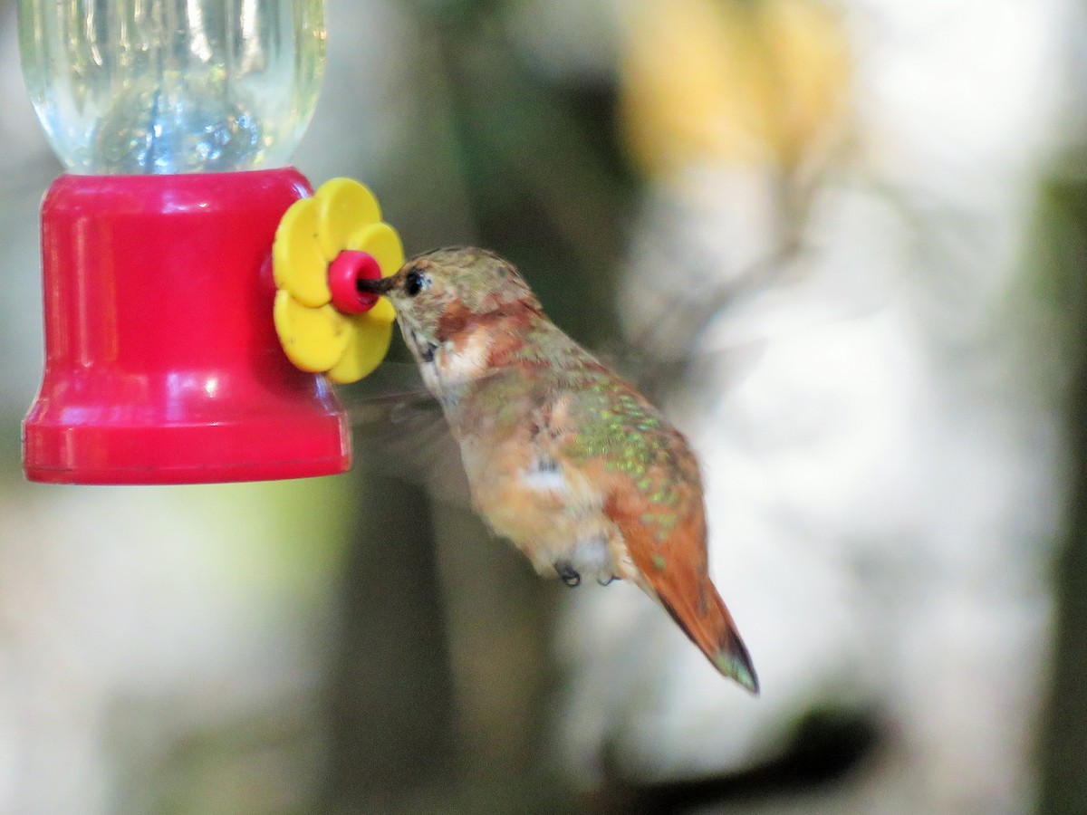 Rufous Hummingbird - ML191082531
