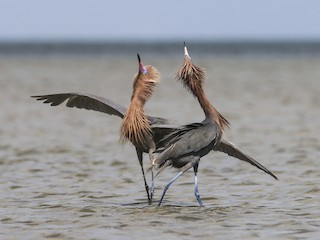  - Reddish Egret