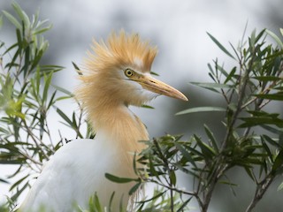  - Cattle Egret
