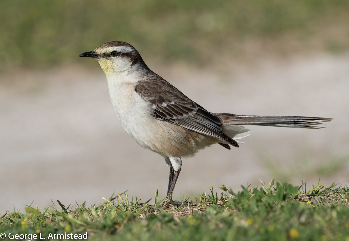 Chalk-browed Mockingbird - George Armistead | Hillstar Nature