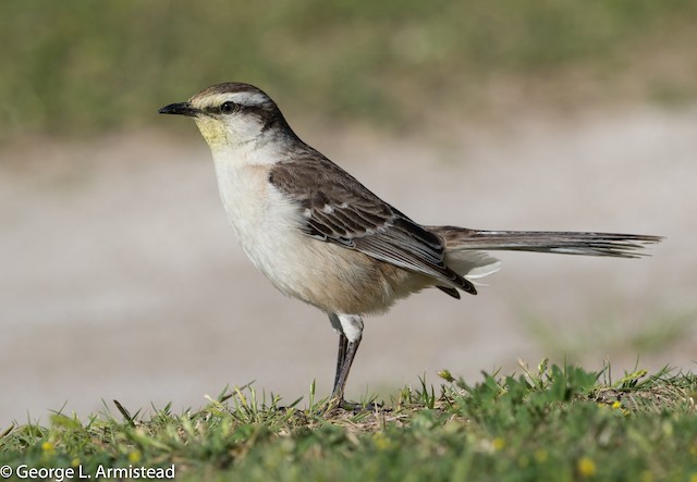 Possible confusion species: Chalk-browed Mockingbird (<em class="SciName notranslate">Mimus saturninus</em>). - Chalk-browed Mockingbird - 
