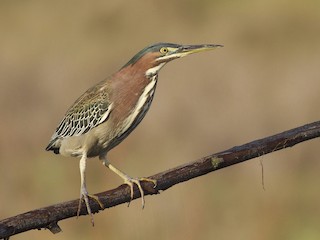  - Green Heron