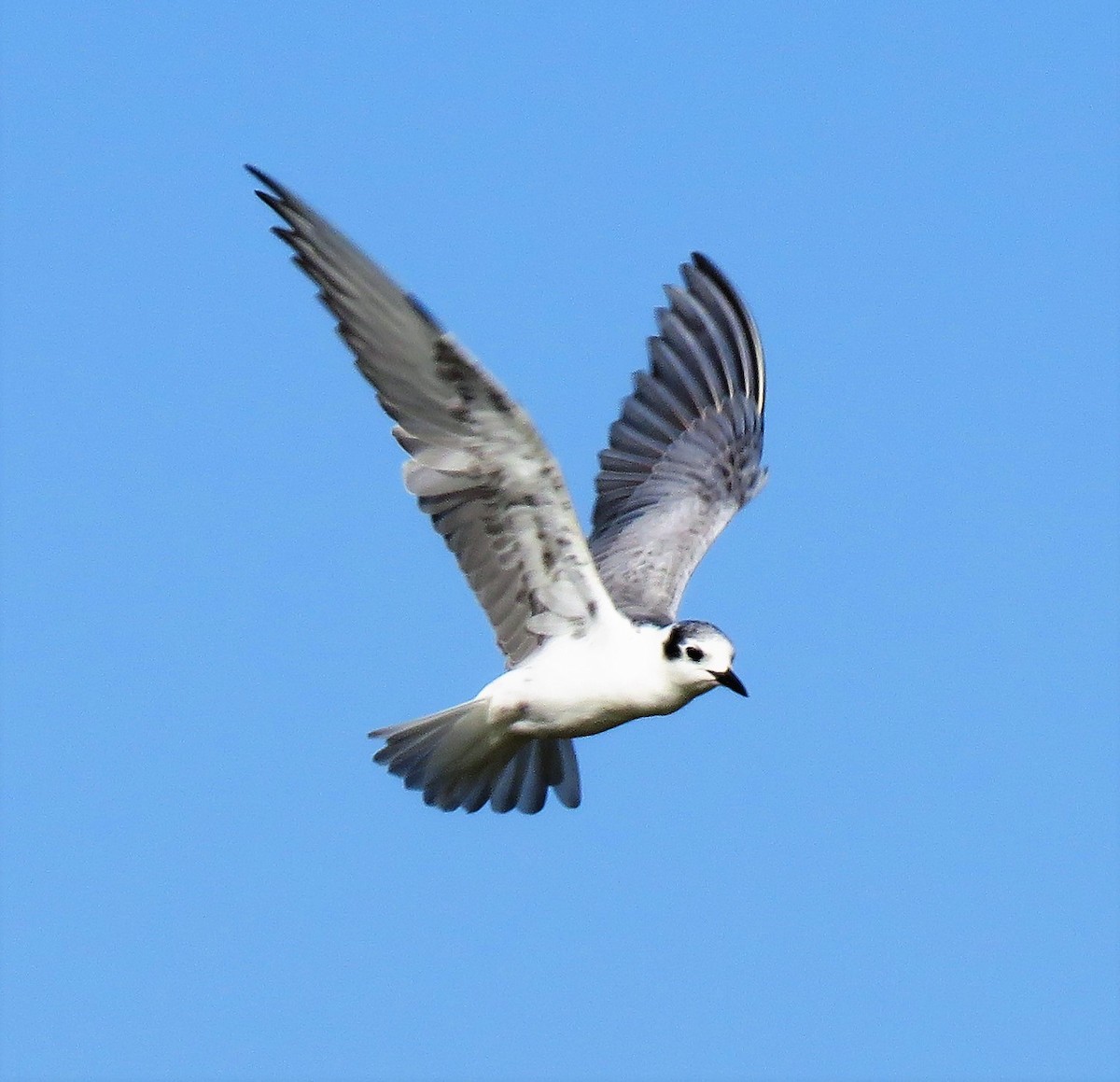 White-winged Tern - Carmelo de Dios