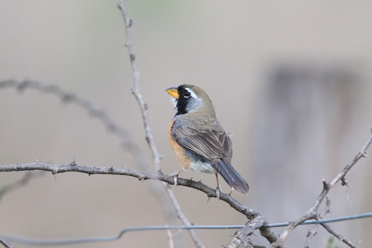 Many-colored Chaco Finch - ML191086621