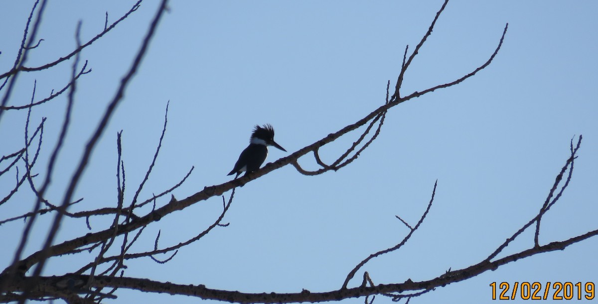 Belted Kingfisher - ML191088341