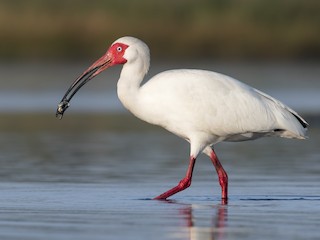  - White Ibis