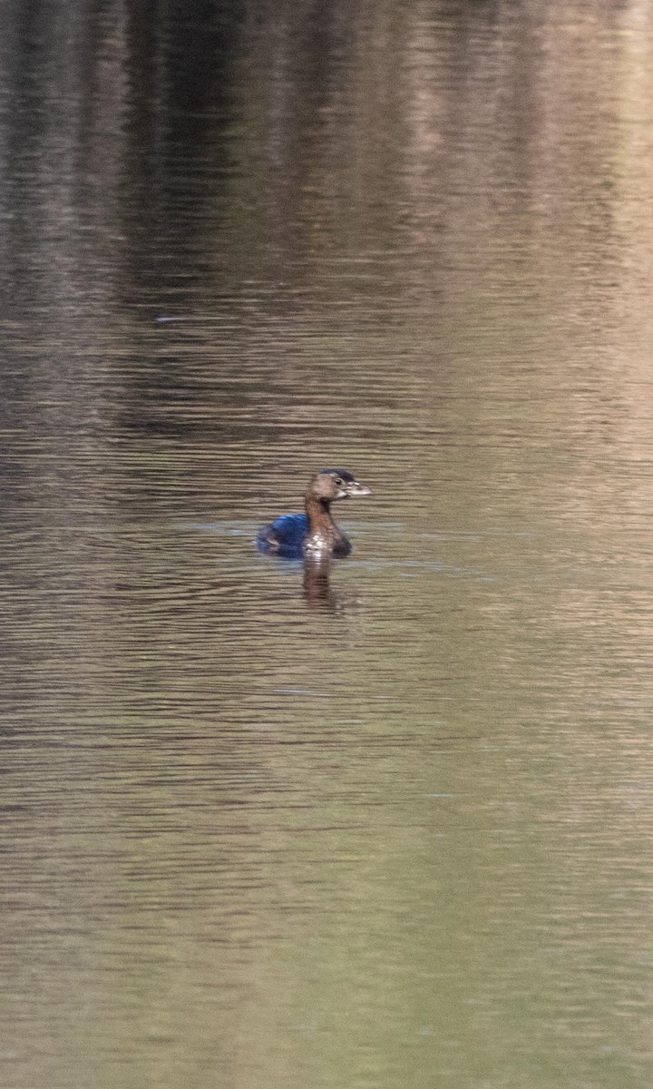 Pied-billed Grebe - Skip Cantrell