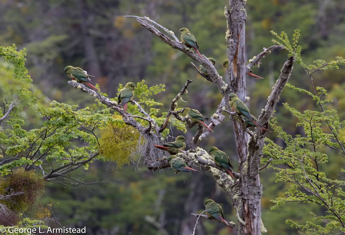 Austral Parakeet - George Armistead | Hillstar Nature