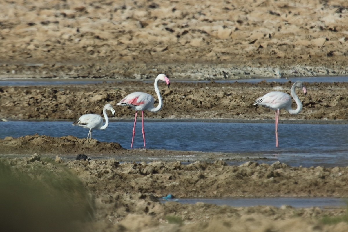 Greater Flamingo - ML191090921