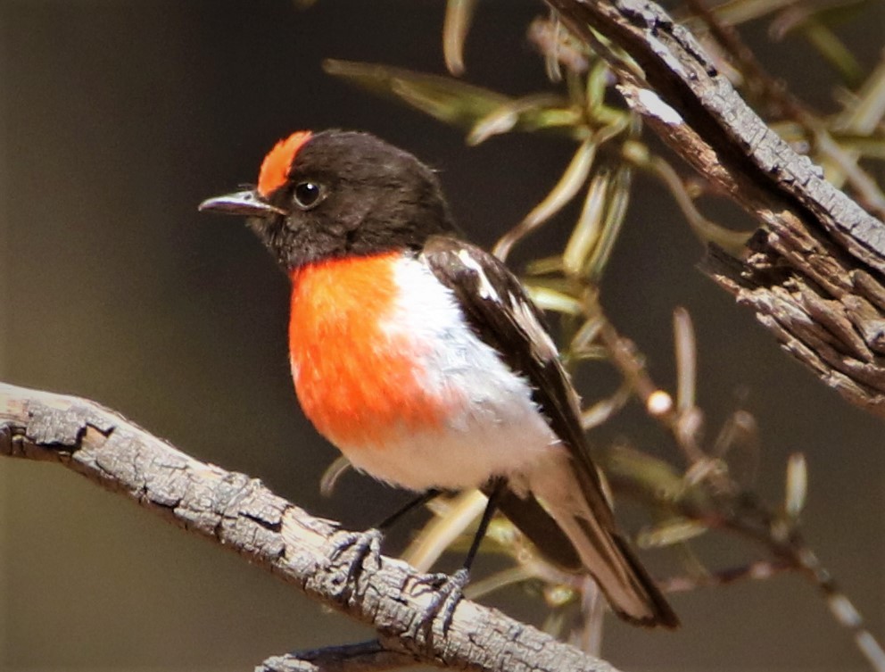 Red-capped Robin - ML191091831