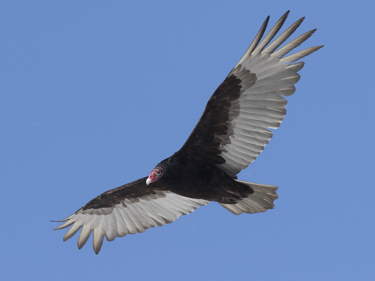 Turkey Vulture - Cathartes aura - Birds of the World, image size:1200x900