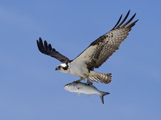 Osprey - Pandion haliaetus - Birds of the World