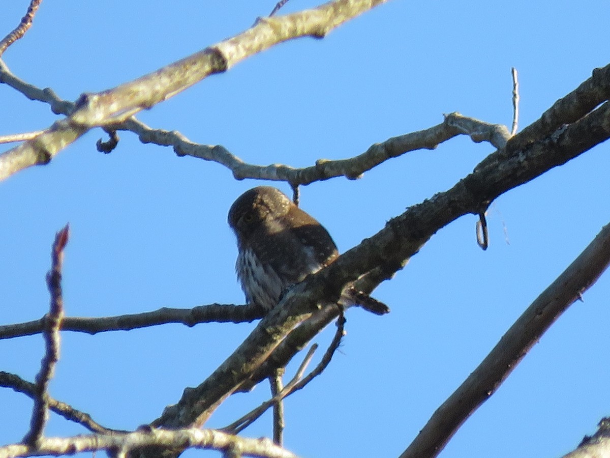 Northern Pygmy-Owl - ML191099271