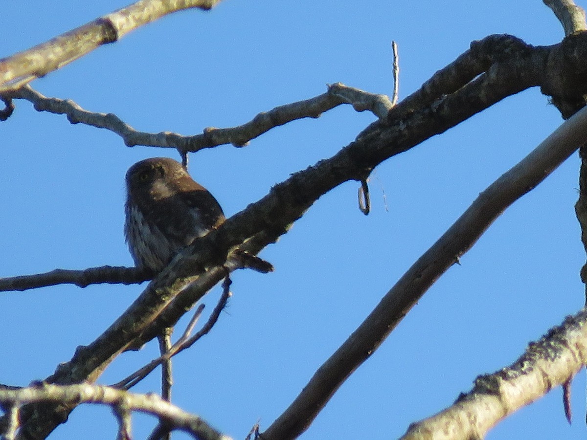Northern Pygmy-Owl - ML191099301