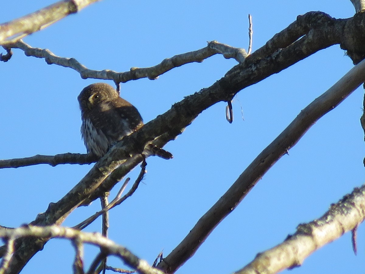 Northern Pygmy-Owl - ML191099361