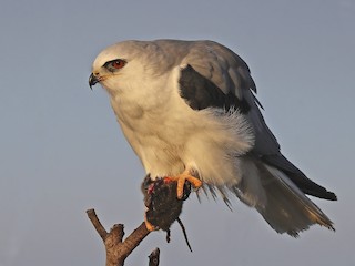  - White-tailed Kite