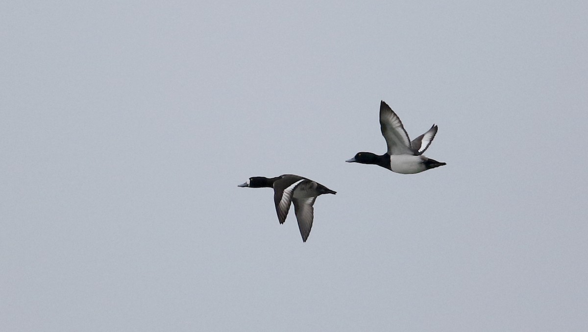 Greater Scaup - ML191102891