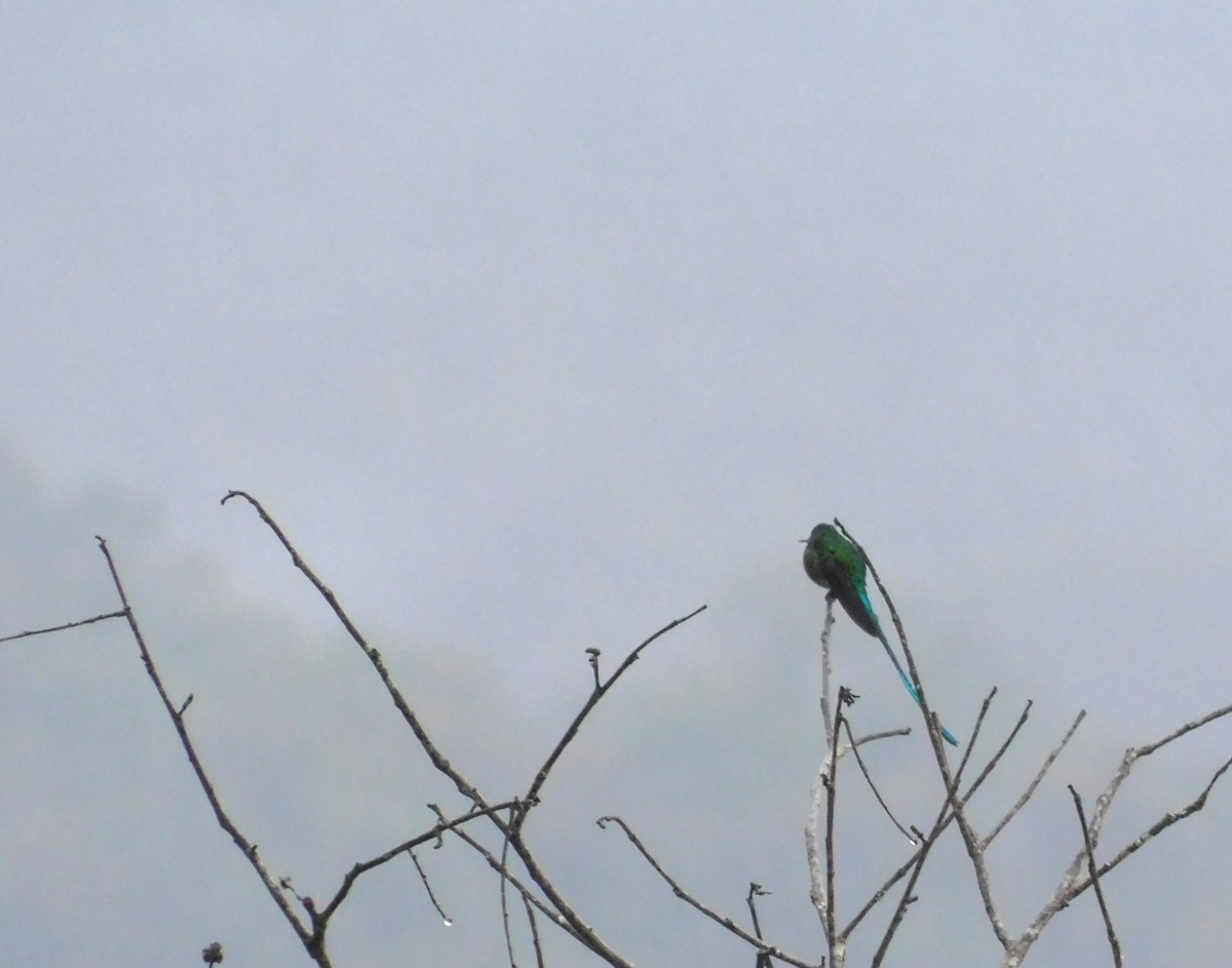 Long-tailed Sylph - ML191103351