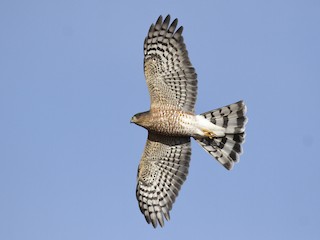  - Sharp-shinned Hawk