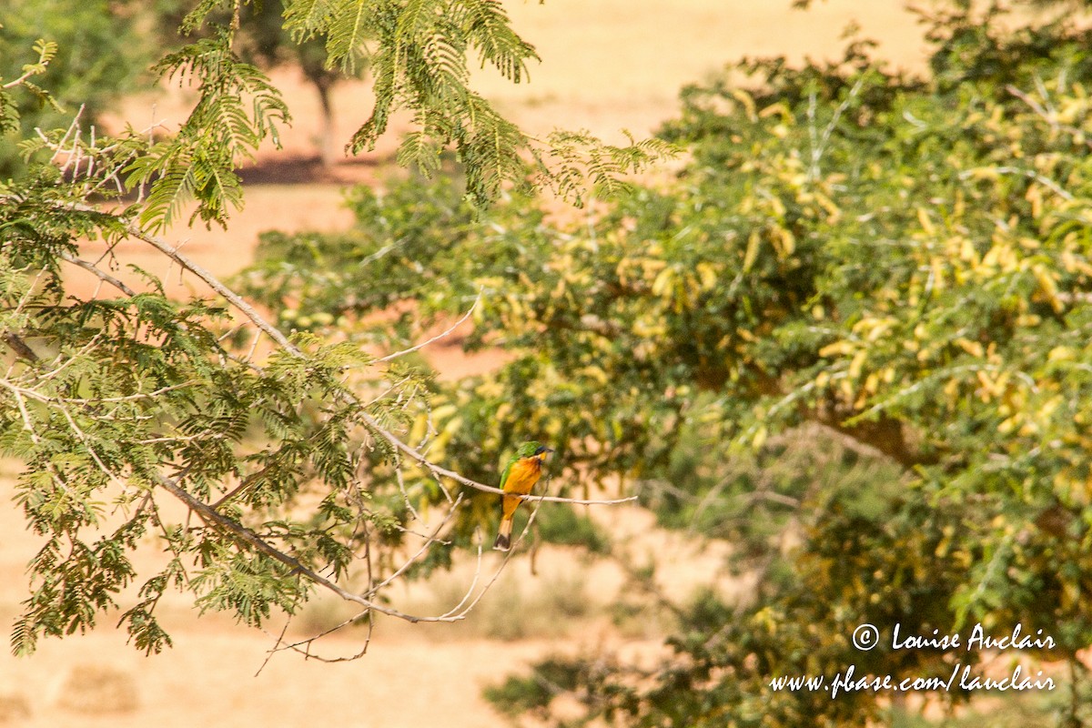 Ethiopian Bee-eater - Louise Auclair