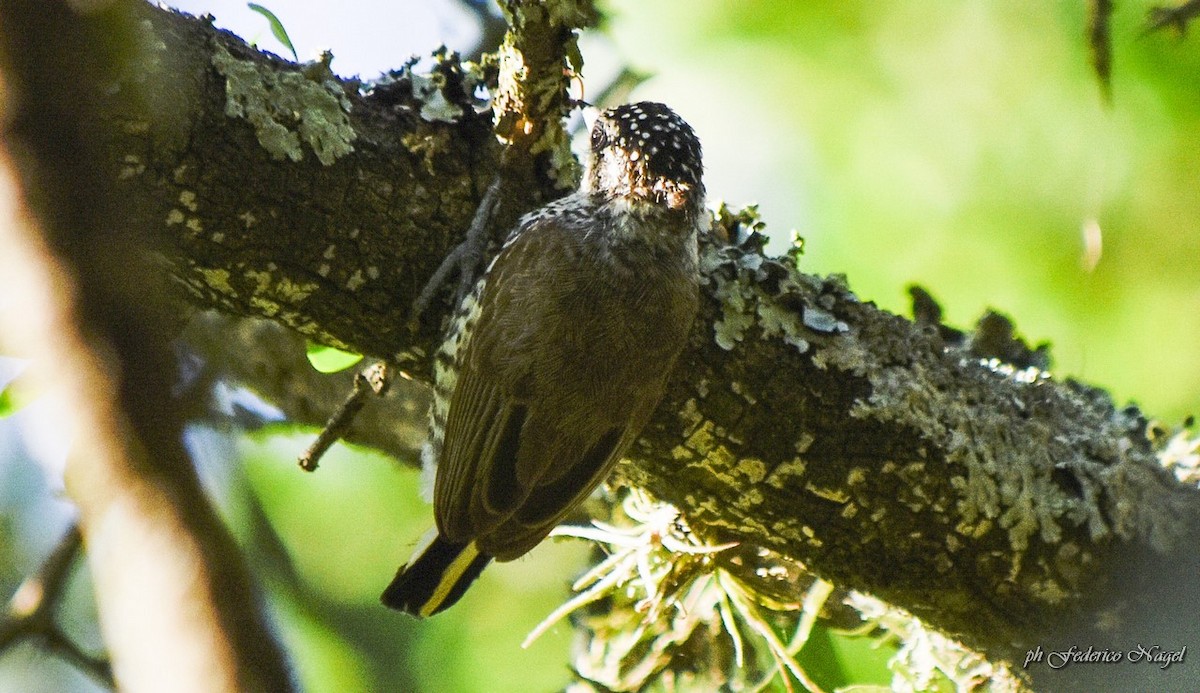 White-barred Piculet - ML191111311