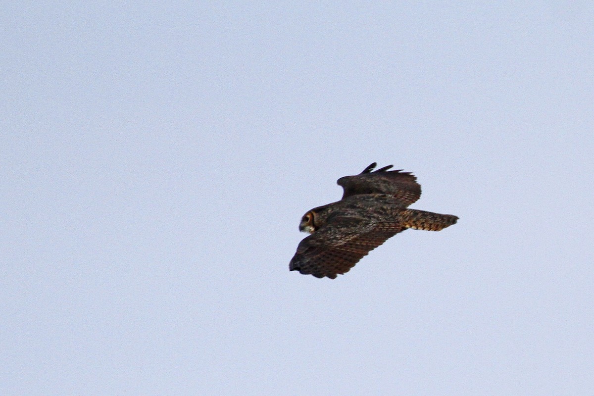 Great Horned Owl - ML191112241