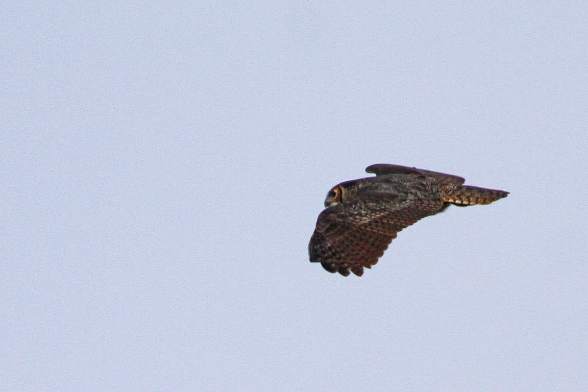 Great Horned Owl - ML191112251