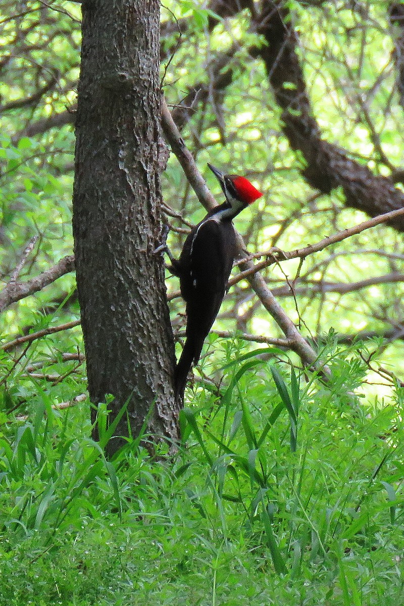 Pileated Woodpecker - Don Brode