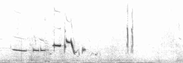 Plectrophane à ventre gris - ML191114