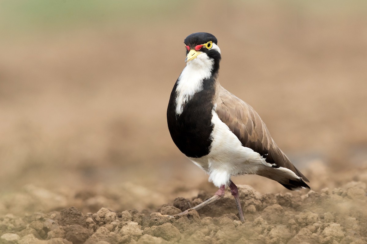 Banded Lapwing - ML191114921
