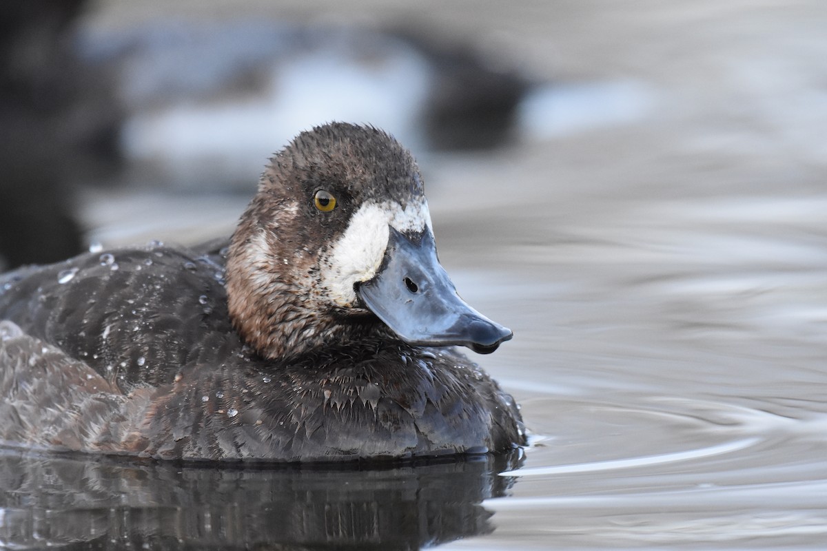 Greater Scaup - ML191116401