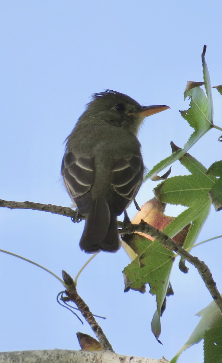 Greater Pewee - ML191116861