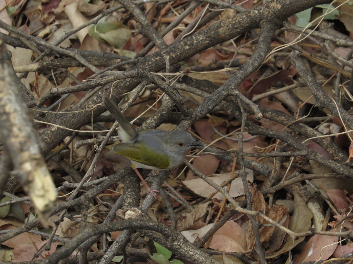 Green-backed Camaroptera - sheryl mcnair