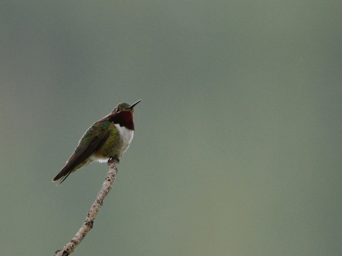 Broad-tailed Hummingbird - Alan Van Norman
