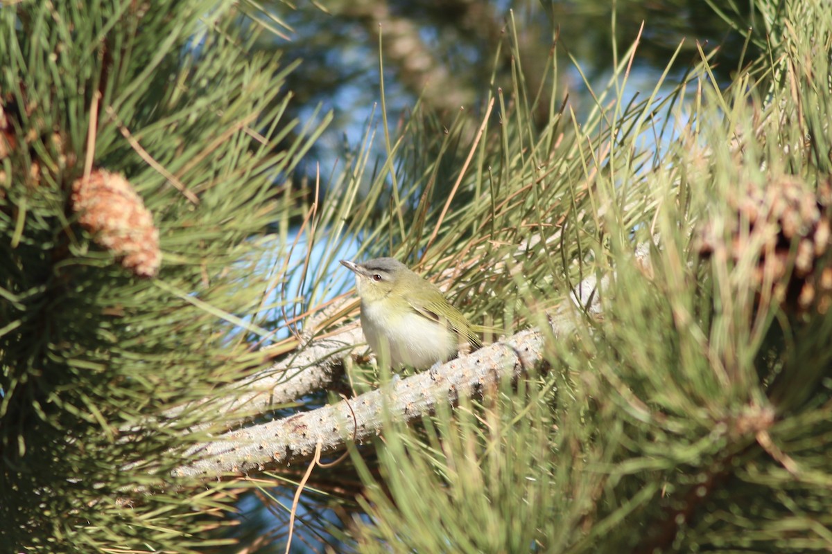Red-eyed Vireo - Norman Erthal