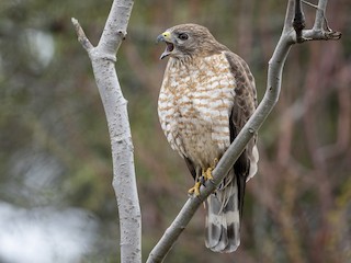  - Broad-winged Hawk