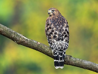 Red-shouldered Hawk Identification, All About Birds, Cornell Lab of  Ornithology