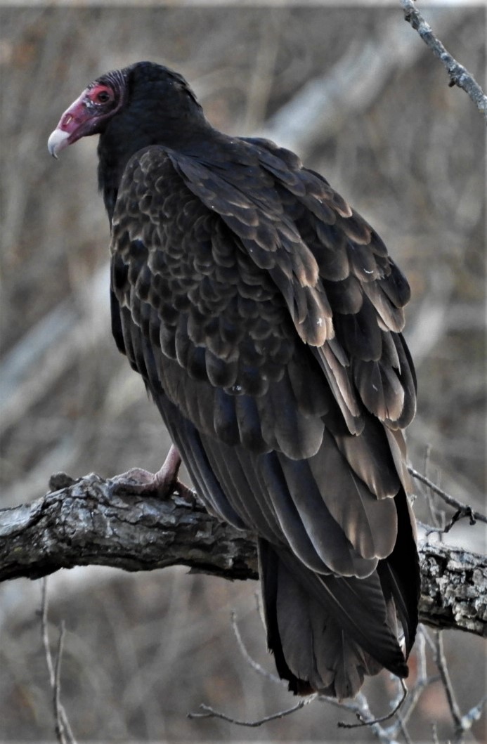 Turkey Vulture - ML191125931