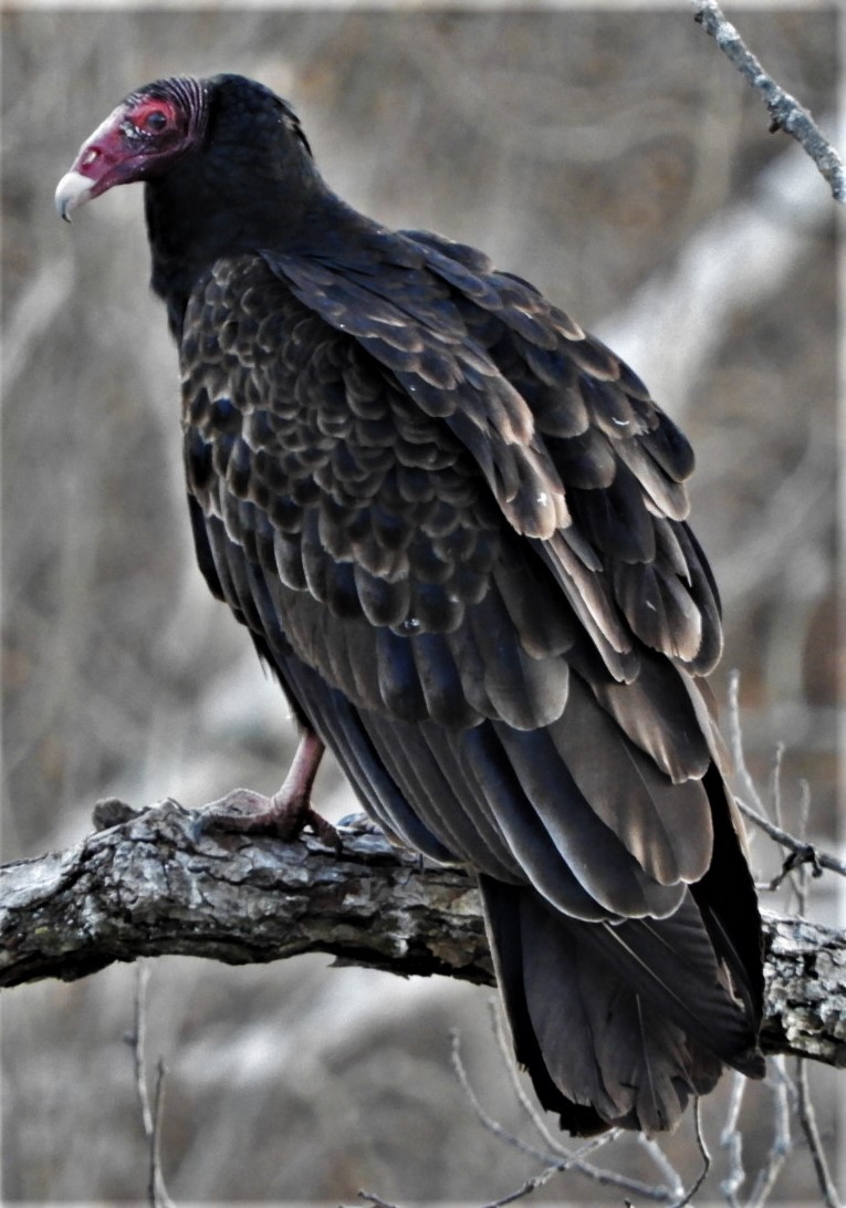 Turkey Vulture - ML191125941
