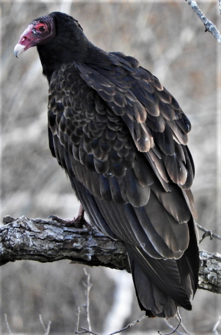 Turkey Vulture - ML191125951