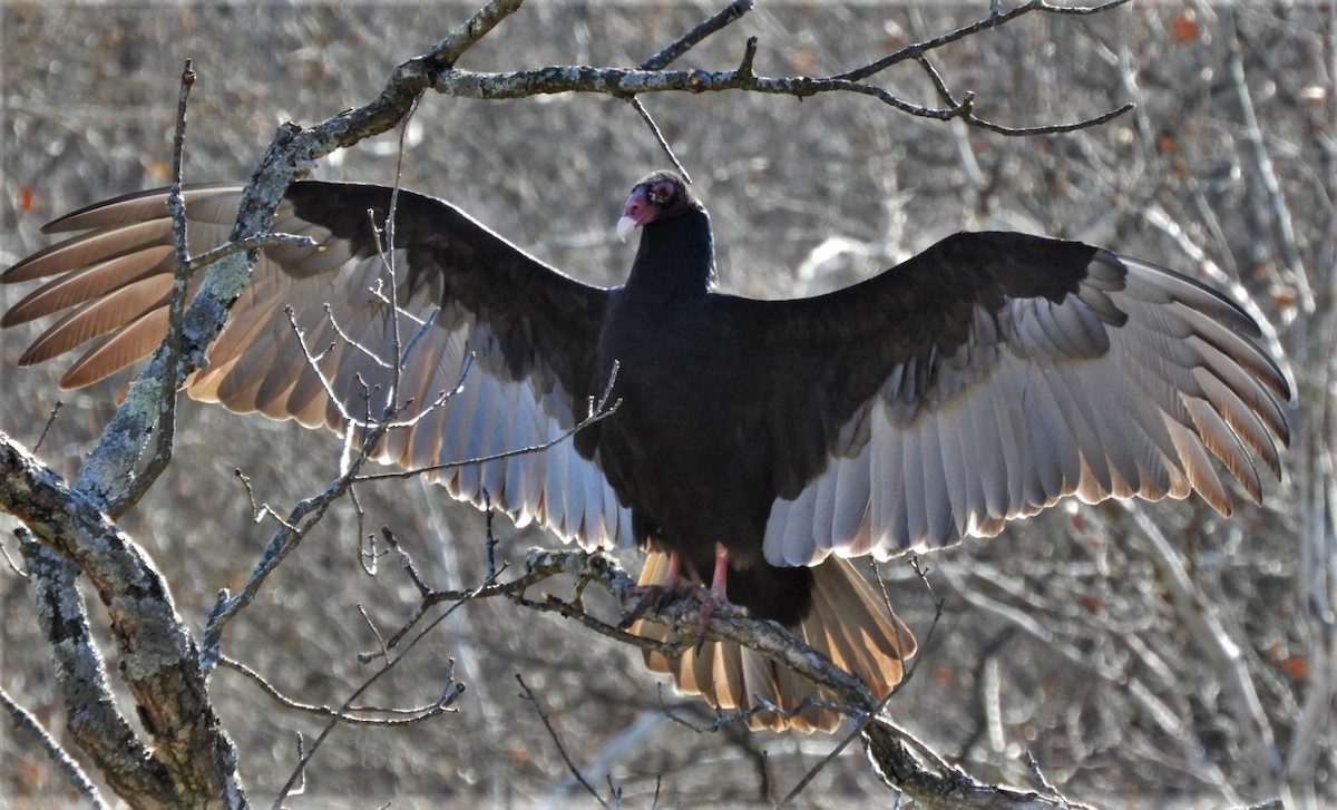 Turkey Vulture - ML191125961